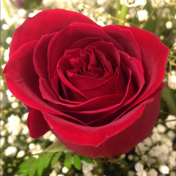 Meet your Posher, Katie - Picture 1 of 1